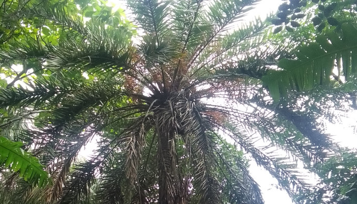 ​চুনারুঘাটে বিলুপ্তির পথে দেশি খেজুর