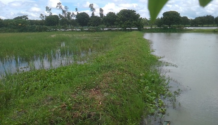 ​সুন্দরগঞ্জে কৃত্রিম জলাবদ্ধতায় ব্যাহত শতশত একর জমির চাষাবাদ