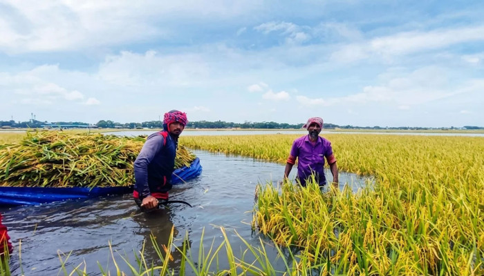 হাওরে ফসলহানি: ক্ষতিগ্রস্ত অনেকে পায়নি মানবিক সহায়তা, তালিকায় জনপ্রতিনিধি ও নেতাকর্মীদের ‘ঘনিষ্ঠজনেরা’