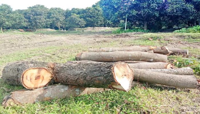 ​রামেবি ক্যাম্পাসে ‘উধাও’ প্রায় ৮ হাজার গাছ, তদন্তের দাবি জোরালো