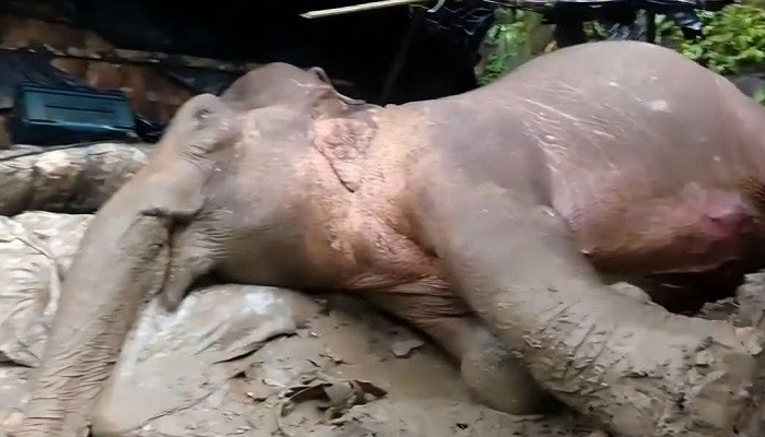 ​টেকনাফে পাহাড় থেকে পড়ে আহত মা হাতির মৃত্যু, বাঁচাতে ব্যর্থ বন বিভাগ
