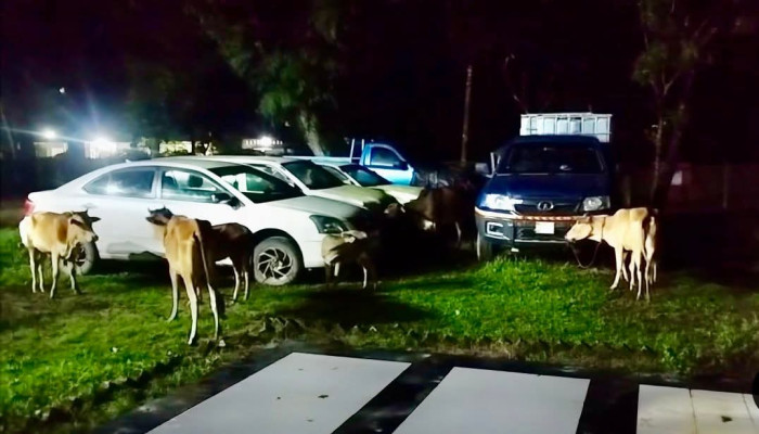 ​চুনারুঘাটে পুলিশের অভিযানে ১০ গরু উদ্ধার