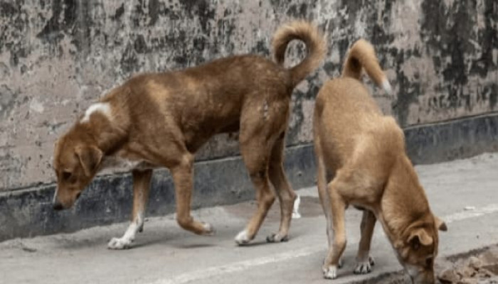 ​পটুয়াখালীতে দুই কুকুরকে পিটিয়ে হত্যার ঘটনায় আসামিদের গ্রেপ্তারের নির্দেশ