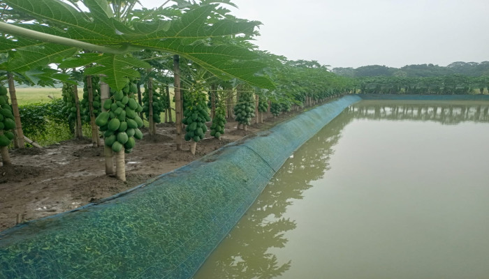 পেঁপে চাষে পাঁচ বছরে কোটি টাকার ব্যবসা
