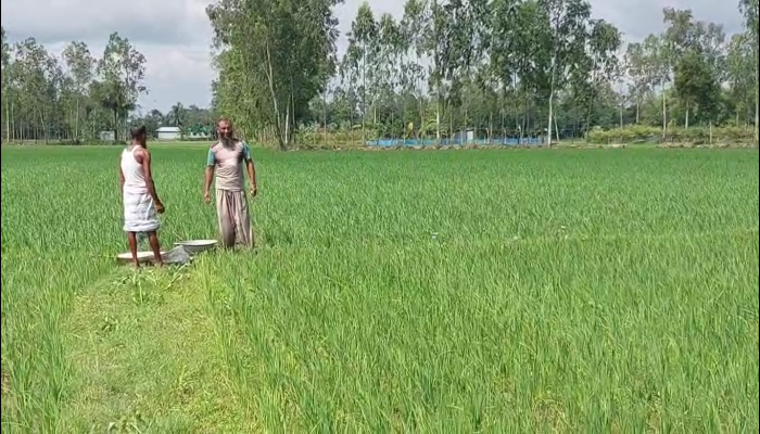 ​শেরপুরে  সার এর কোন সংকট নেই সরকারি নির্ধারিত মূল্যে সার পেয়ে দুশ্চিন্তামুক্ত কৃষক