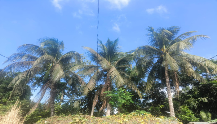 খোকসায় তিন-চতুর্থাংশ নারিকেল গাছই ফলহীন: চরম লোকসানে কৃষকরা