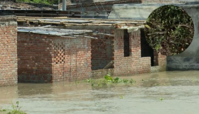 চরাঞ্চল প্লাবিত, লোকালয়ে রাসেল ভাইপার, রাত কাটছে নির্ঘুম