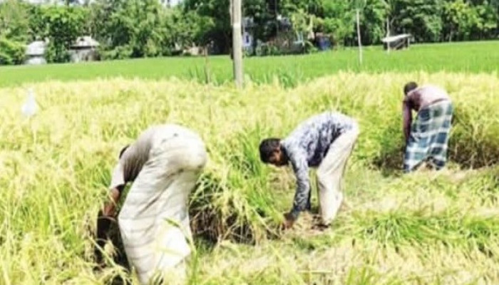 ​পীরগঞ্জে চলছে আগাম আমন ধান কাটা-মাড়াই