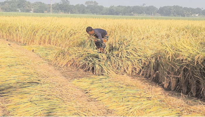 খোকসায় আমন ধান আবাদের লক্ষ্যমাত্রা অর্জিত: বাম্পার ফলনেও হাসি নেই কৃষকের মুখে