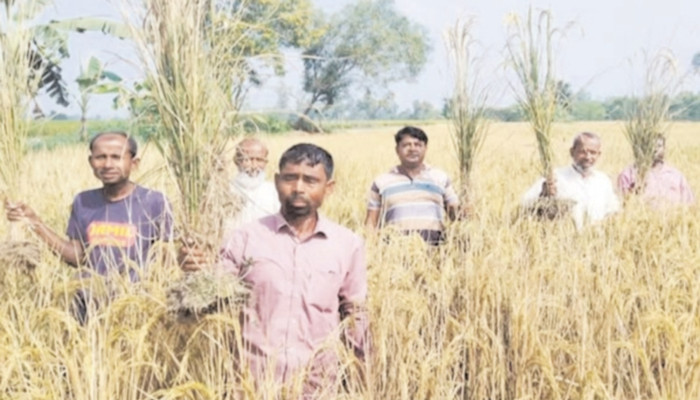 ধামইরহাটে শত্রুতায় পুড়লো ১০ বিঘা ধান