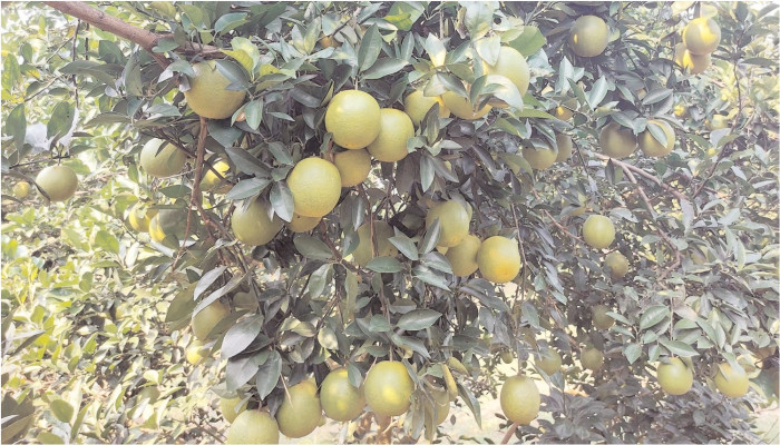 চারঘাটে বিকল্প ফসলে বদলে যাচ্ছে কৃষি বাড়ছে আয় ও কর্মসংস্থানের সুযোগ